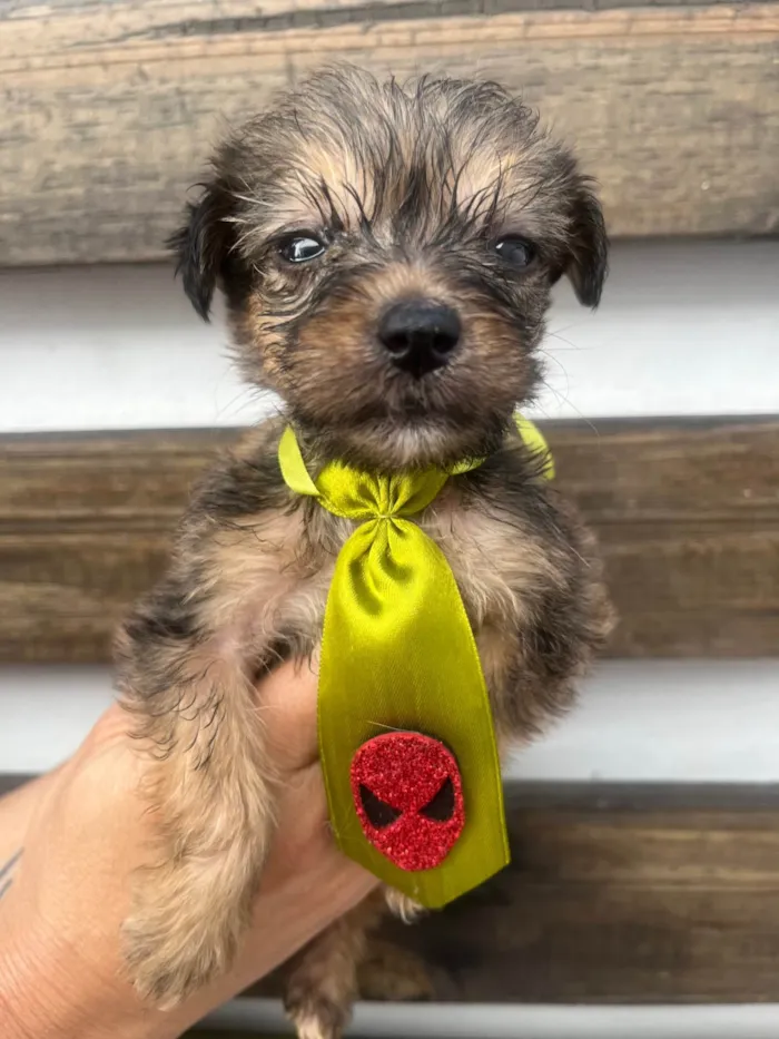 Cachorro ra a SRD-ViraLata idade Abaixo de 2 meses nome Sem Nome 