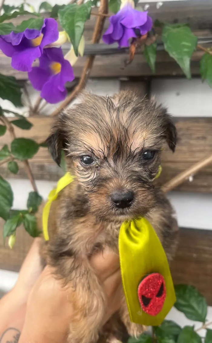 Cachorro ra a SRD-ViraLata idade Abaixo de 2 meses nome Sem Nome 