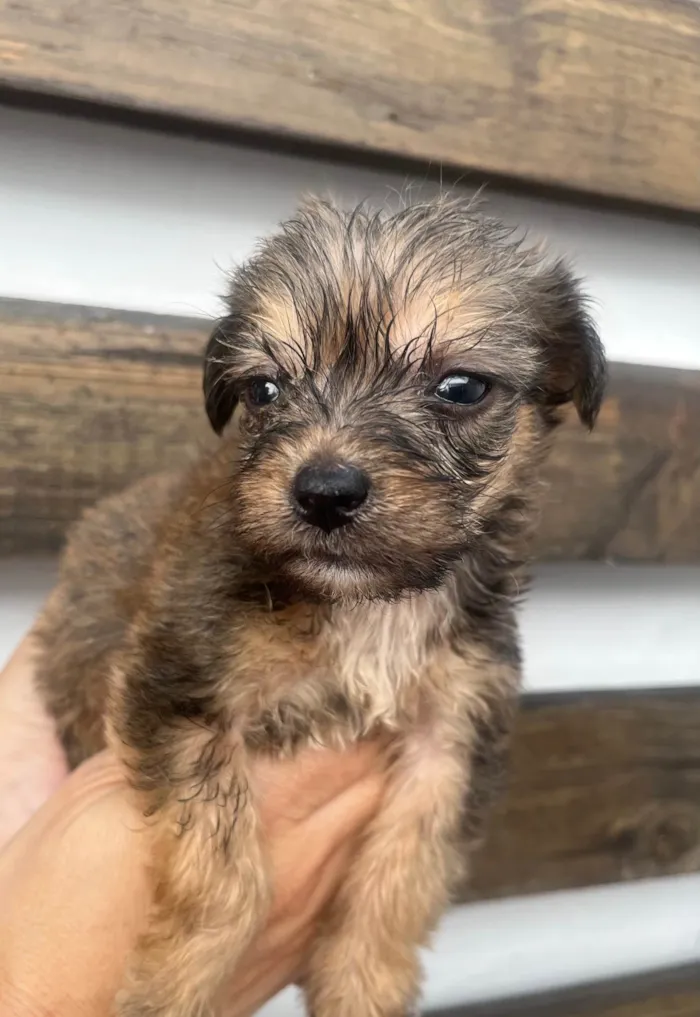Cachorro ra a SRD-ViraLata idade Abaixo de 2 meses nome Sem Nome 