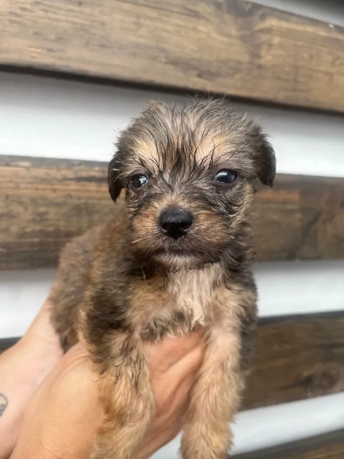Cachorro ra a SRD-ViraLata idade Abaixo de 2 meses nome Sem Nome 