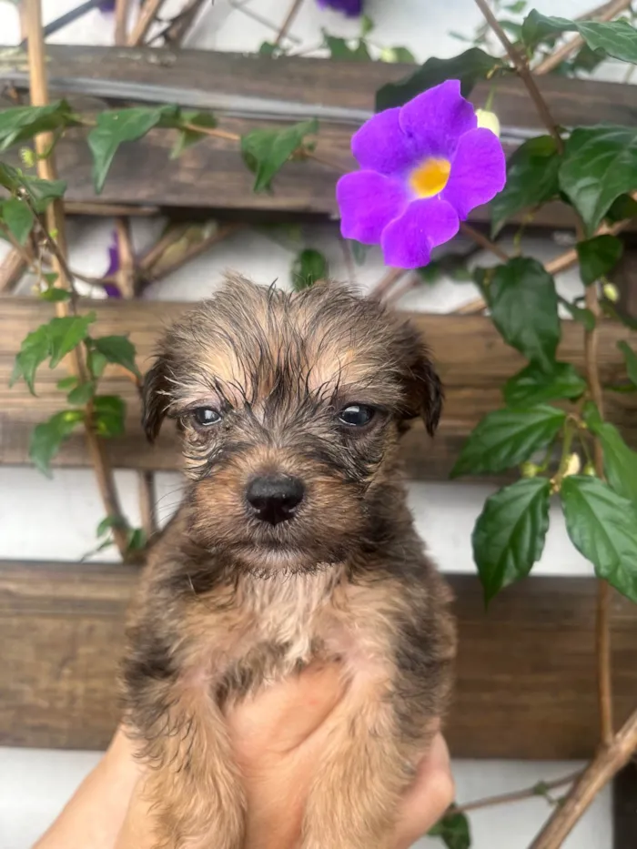 Cachorro ra a SRD-ViraLata idade Abaixo de 2 meses nome Sem Nome 