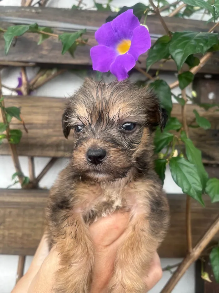 Cachorro ra a SRD-ViraLata idade Abaixo de 2 meses nome Sem Nome 