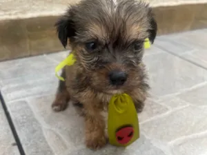 Cachorro raça SRD-ViraLata idade Abaixo de 2 meses nome Sem Nome 