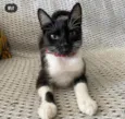 Mia