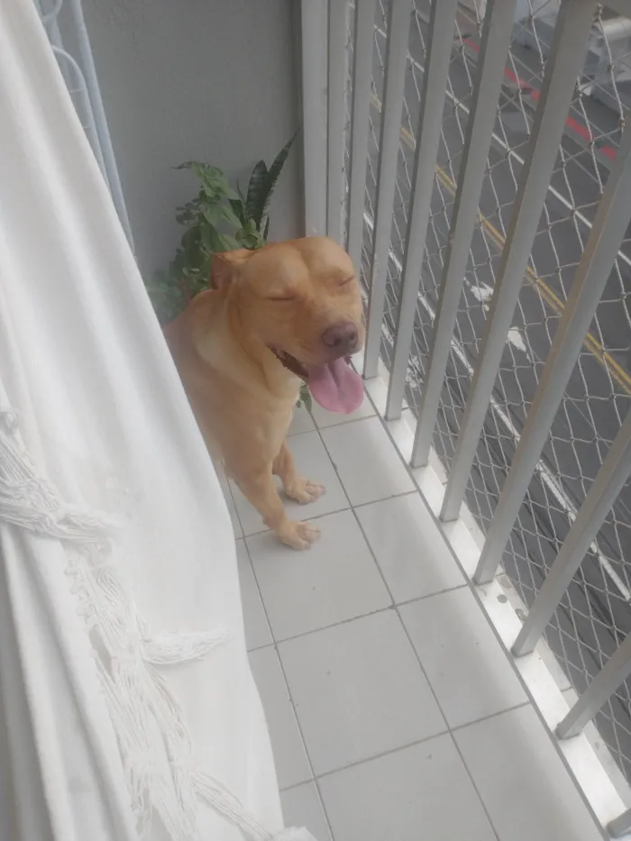 Cachorro ra a SRD-ViraLata idade 2 anos nome Tobi