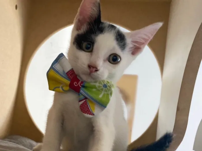 Gato ra a Srd idade Abaixo de 2 meses nome Nino