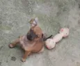 Apolo