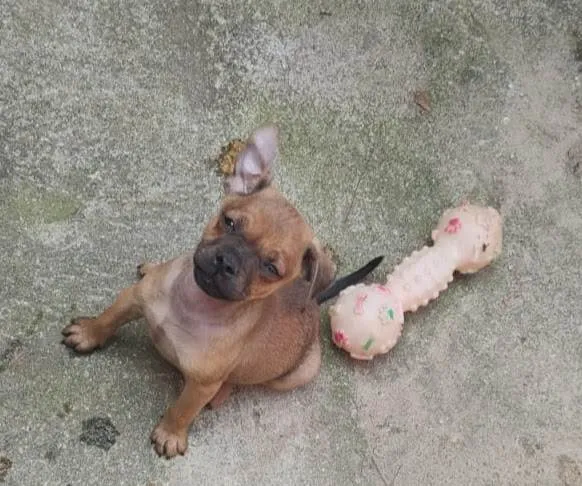 Cachorro ra a SRD-ViraLata idade 2 a 6 meses nome Apolo