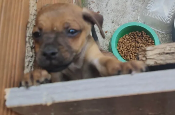Cachorro ra a SRD-ViraLata idade 2 a 6 meses nome Apolo