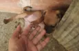 Apolo