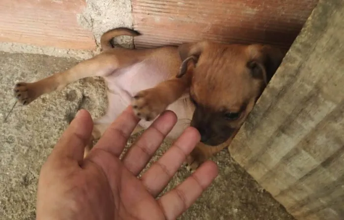 Cachorro ra a SRD-ViraLata idade 2 a 6 meses nome Apolo