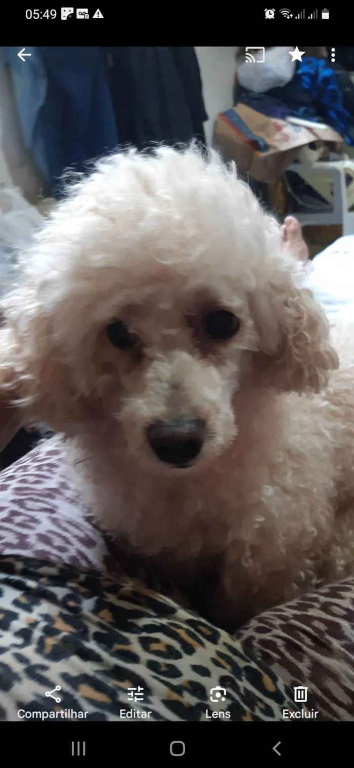 Cachorro ra a Poodle  idade 6 ou mais anos nome Laercinho 