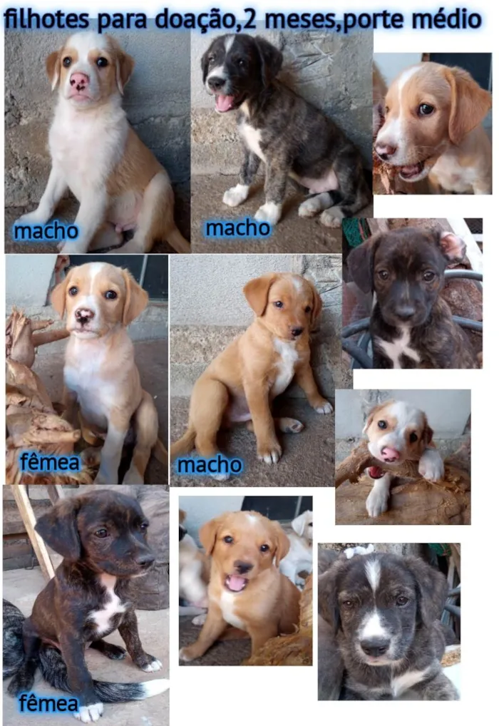 Cachorro ra a  idade Abaixo de 2 meses nome Meninos 