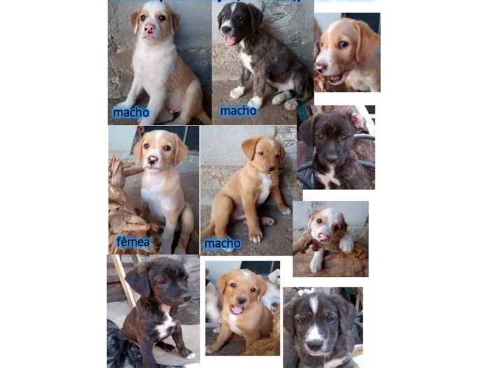Cachorro ra a  idade Abaixo de 2 meses nome Meninos 