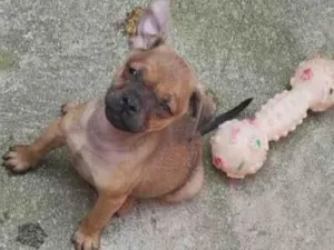 Cachorro raça SRD-ViraLata idade 2 a 6 meses nome Apolo