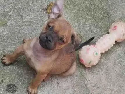 Cachorro ra a SRD-ViraLata idade 2 a 6 meses nome Apolo