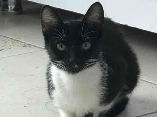 Gato ra a Srd idade 2 a 6 meses nome Mia