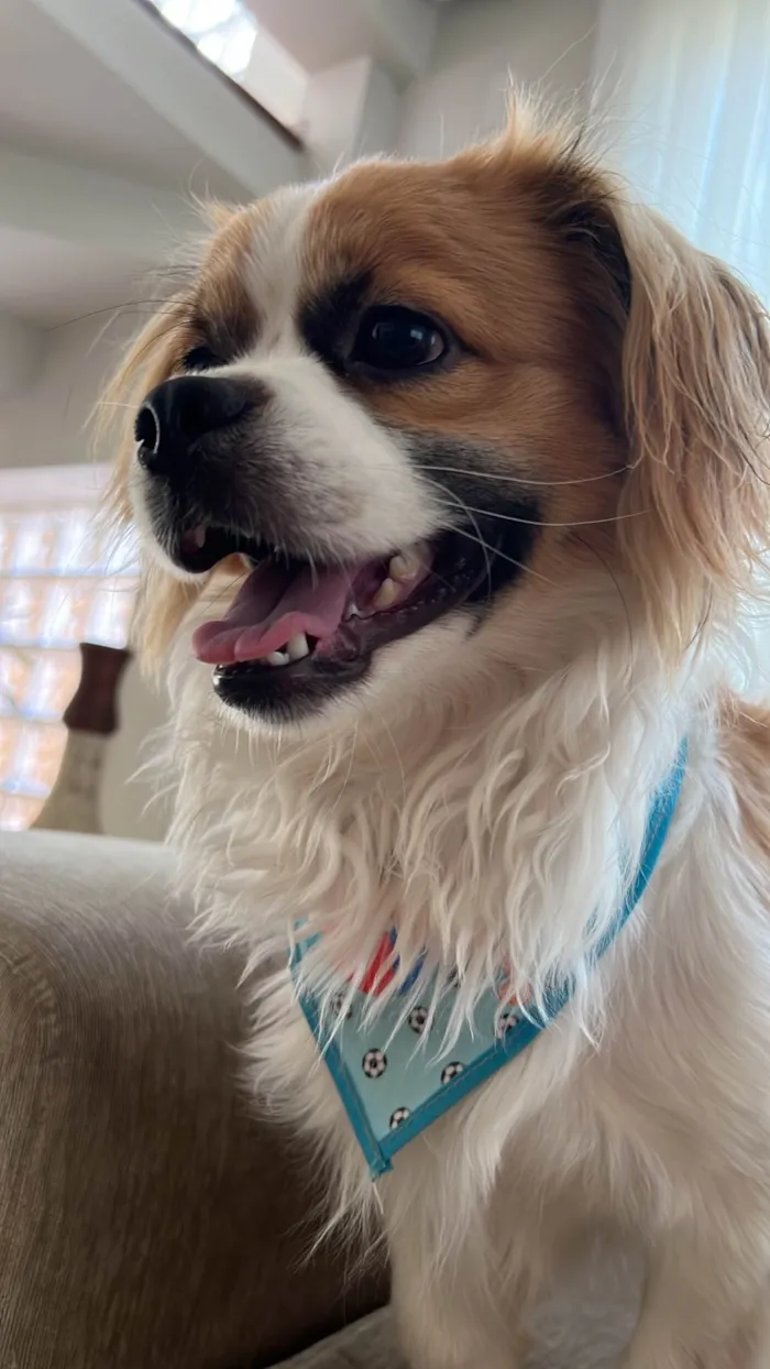 Cachorro ra a Shitzu com raça indefinida idade 7 a 11 meses nome Alfredo