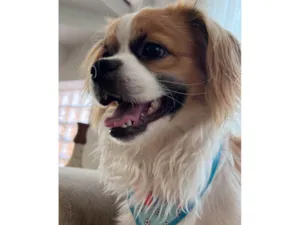 Cachorro raça Shitzu com raça indefinida idade 7 a 11 meses nome Alfredo