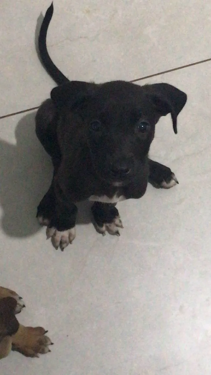 Cachorro ra a SRD-ViraLata idade 2 a 6 meses nome filhotes 