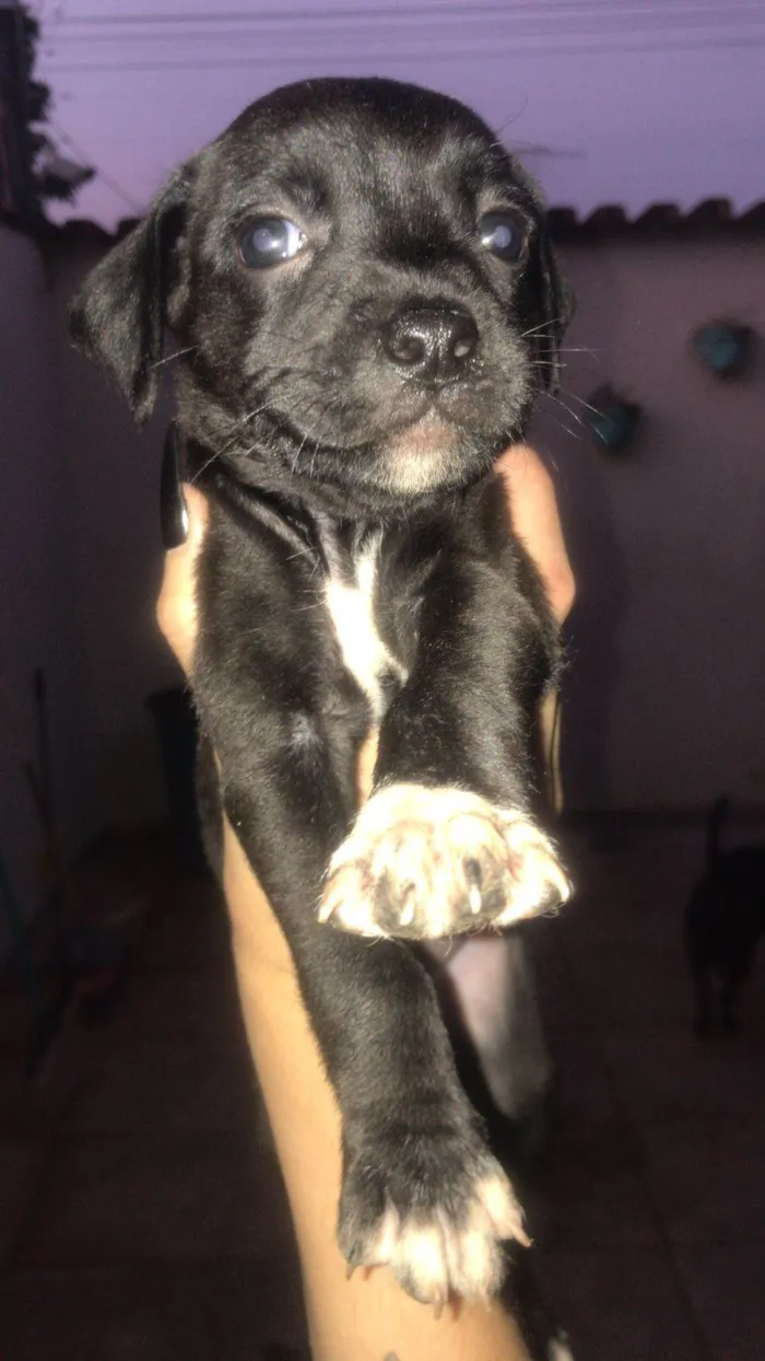 Cachorro ra a SRD-ViraLata idade 2 a 6 meses nome filhotes 