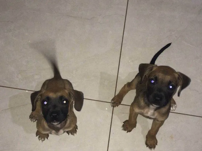 Cachorro ra a SRD-ViraLata idade 2 a 6 meses nome filhotes 