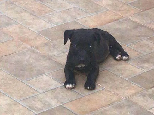 Cachorro ra a SRD-ViraLata idade 2 a 6 meses nome filhotes 