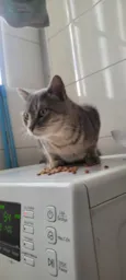 cinzinha