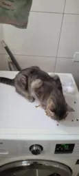 cinzinha