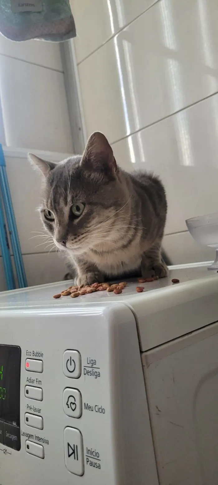 Gato ra a  idade 1 ano nome cinzinha