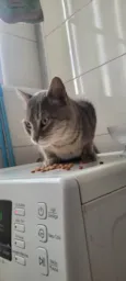 cinzinha