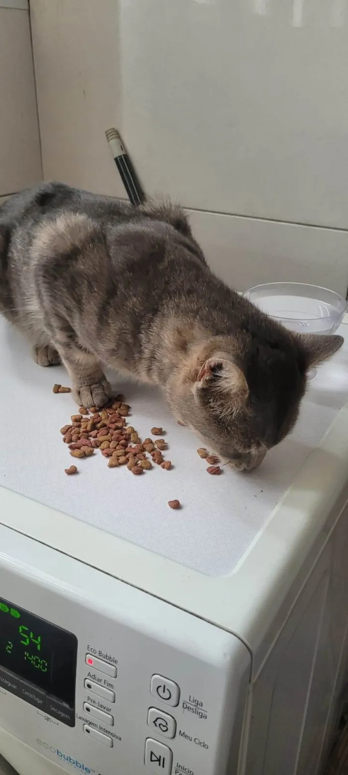 Gato ra a  idade 1 ano nome cinzinha