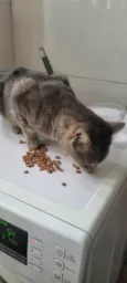 cinzinha