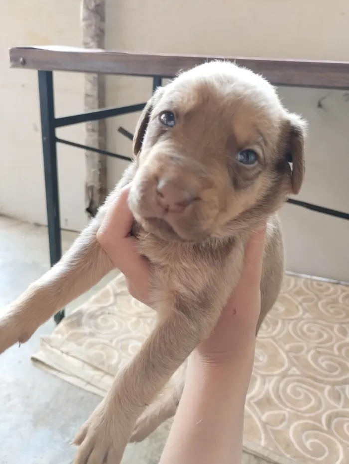 Cachorro ra a Mestiço idade Abaixo de 2 meses nome Não tem