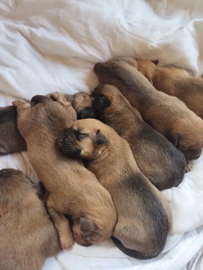 Cachorro ra a Mestiço idade Abaixo de 2 meses nome Não tem