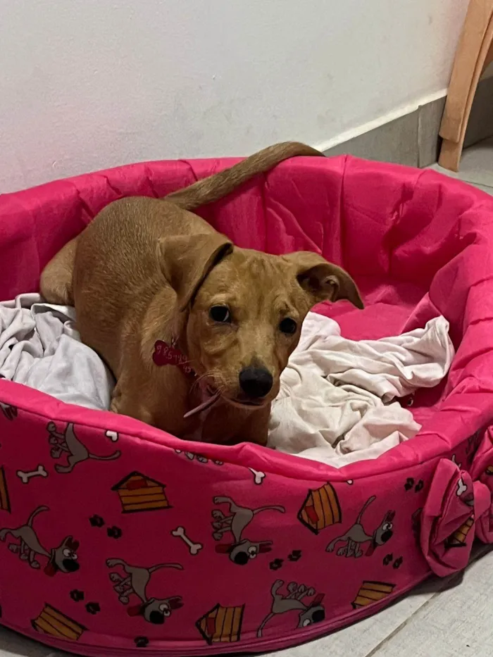 Cachorro ra a SRD-ViraLata idade 7 a 11 meses nome Lua 