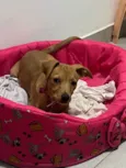 Lua