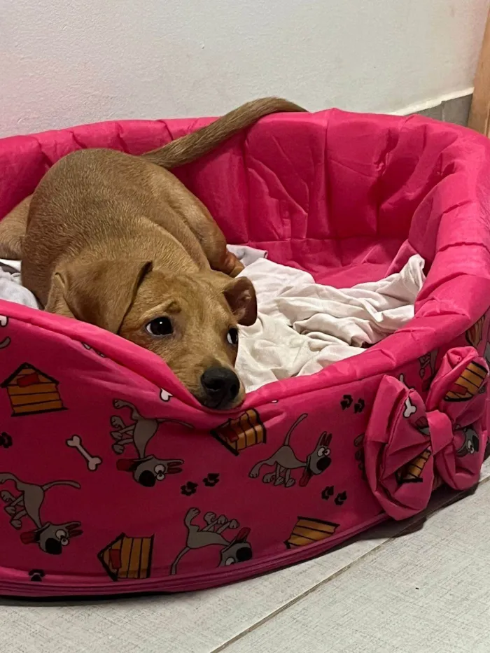 Cachorro ra a SRD-ViraLata idade 7 a 11 meses nome Lua 