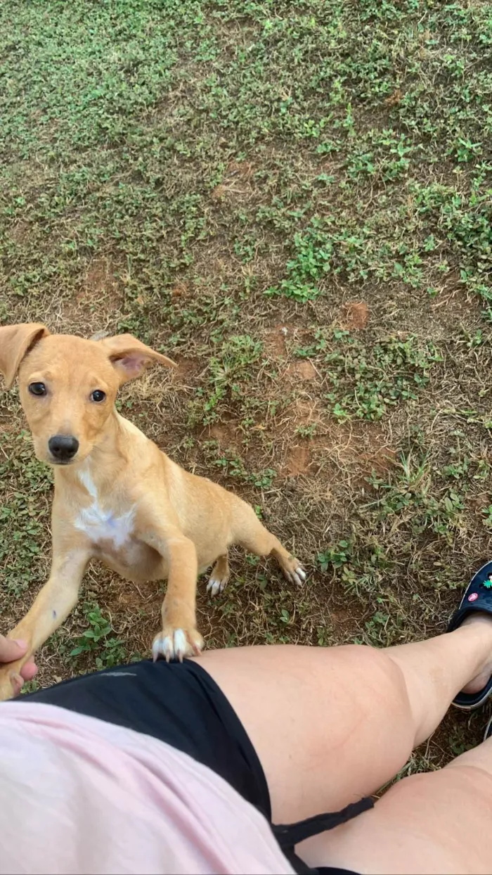 Cachorro ra a SRD-ViraLata idade 7 a 11 meses nome Lua 