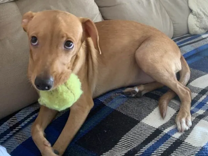 Cachorro ra a SRD-ViraLata idade 7 a 11 meses nome Lua 
