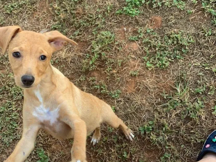 Cachorro ra a SRD-ViraLata idade 7 a 11 meses nome Lua 