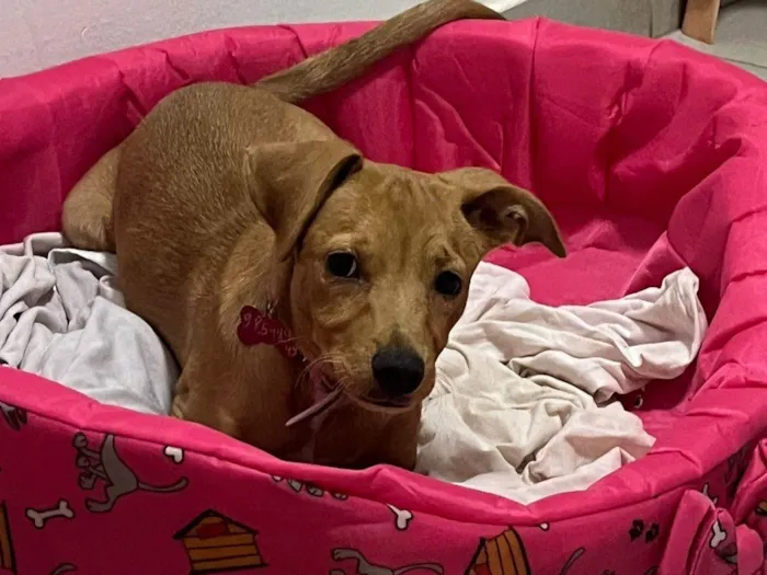 Cachorro ra a SRD-ViraLata idade 7 a 11 meses nome Lua 