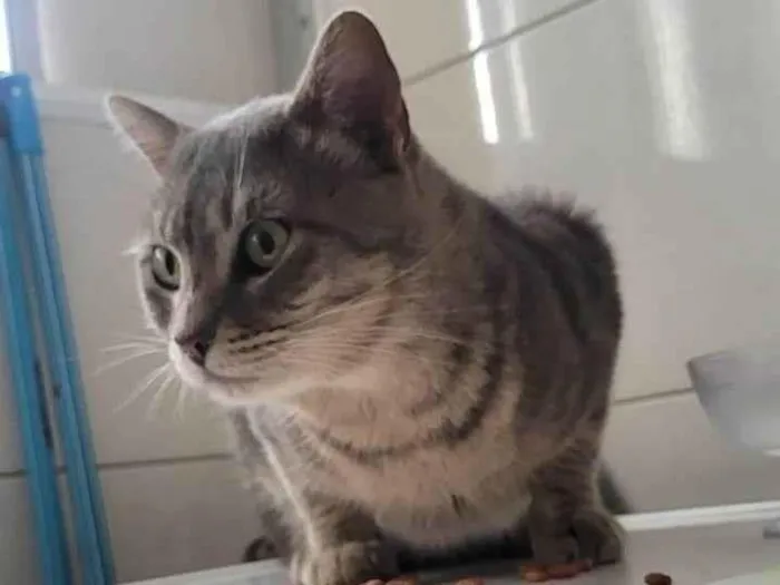 Gato ra a  idade 1 ano nome cinzinha