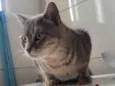 cinzinha