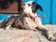 Princesa