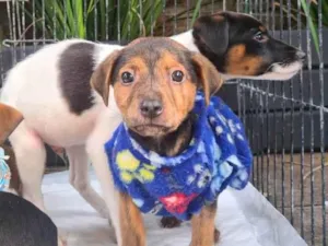 Cachorro raça SRD-ViraLata idade Abaixo de 2 meses nome Mickey