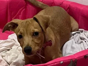 Cachorro raça SRD-ViraLata idade 7 a 11 meses nome Lua 