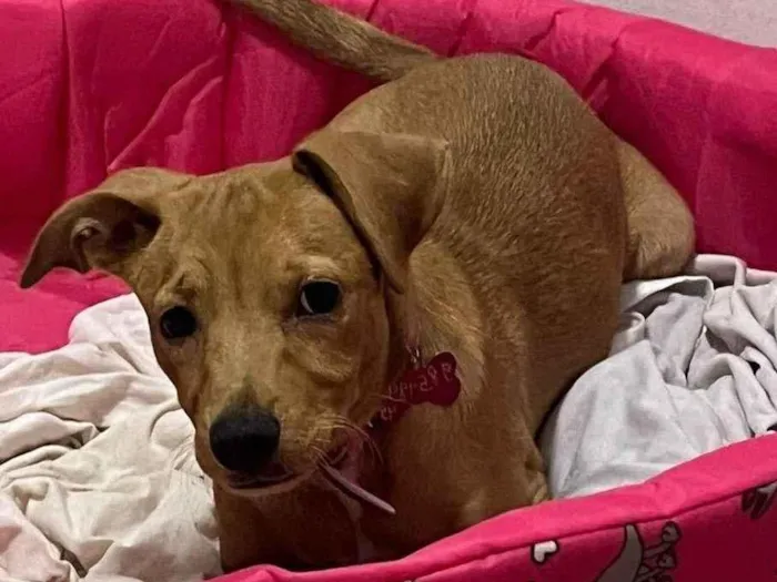 Cachorro ra a SRD-ViraLata idade 7 a 11 meses nome Lua 