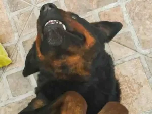 Cachorro raça Rottweiler idade 4 anos nome Hulk
