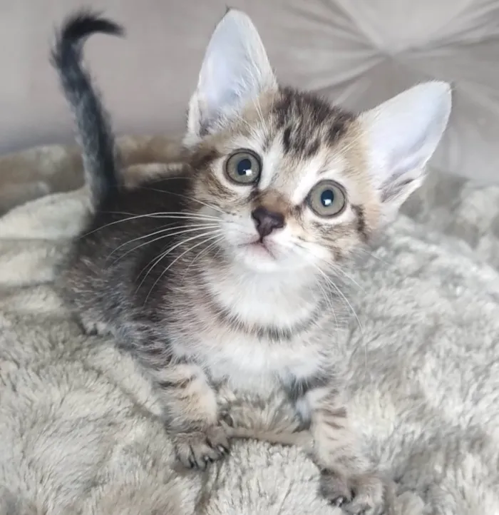 Gato ra a SRD-ViraLata idade 2 a 6 meses nome Tigradinha